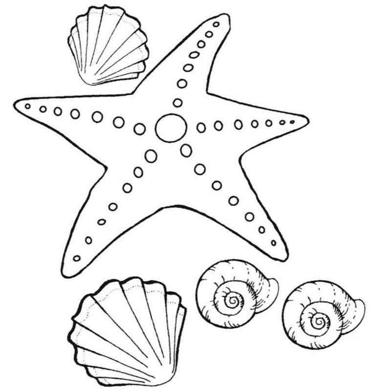 Раскраска Морская звезда для малышей распечатать или скачать