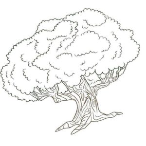 раскидистое дерево дуб