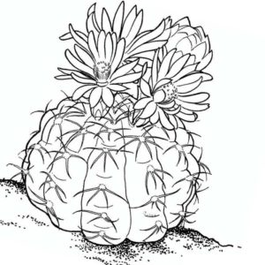 растение кактус