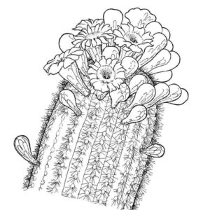 растение кактус с цветком