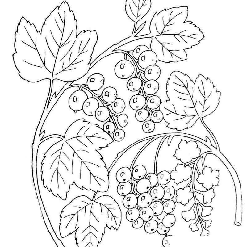 растущая ягода смородина