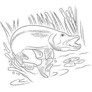 речная рыба щука