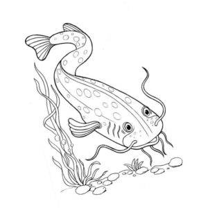 речная рыба сом