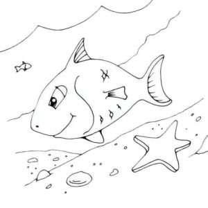 рыба и морская звезда
