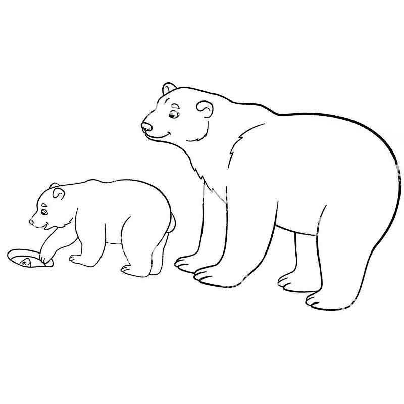 Раскраска Бурый медведь