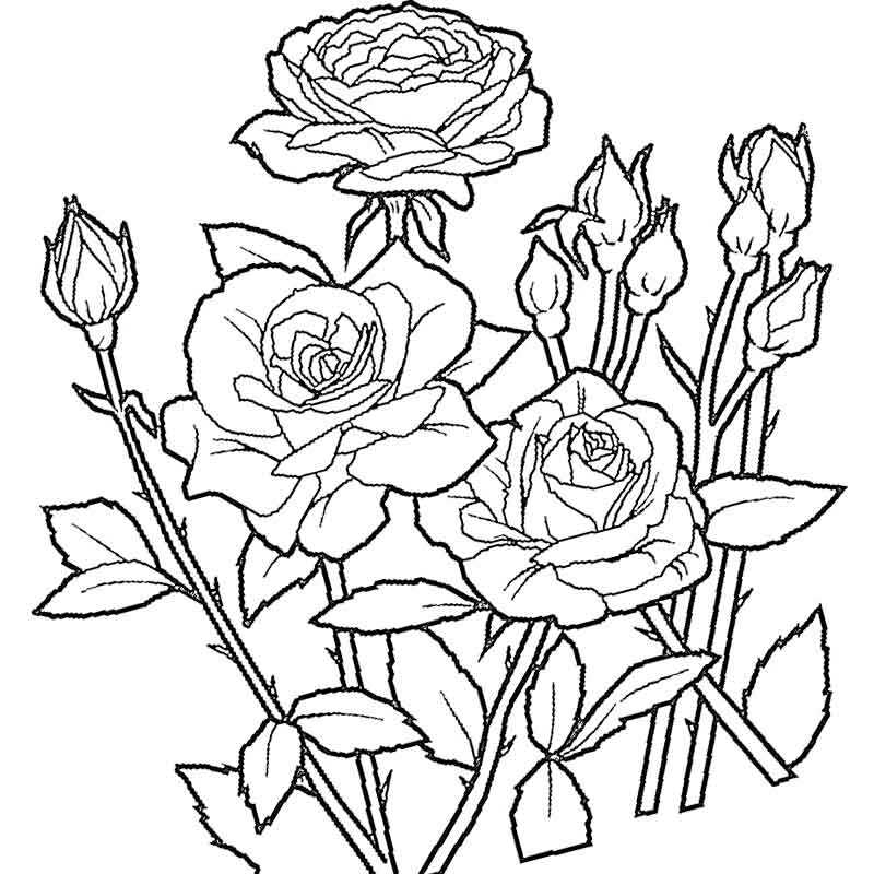 розы с шипами на 8 марта