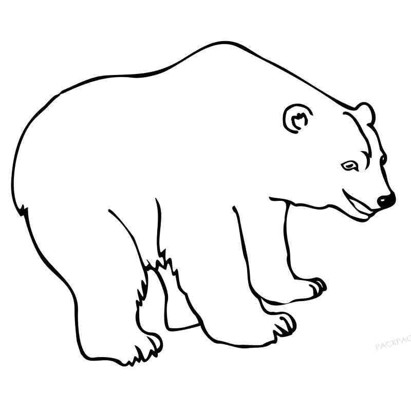 Раскраска полярного медведя.