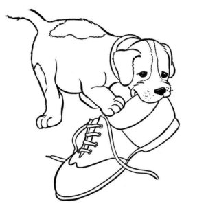 щенок грызет ботинок