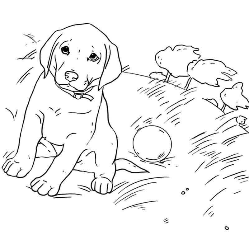 щенок на полянке с мячом