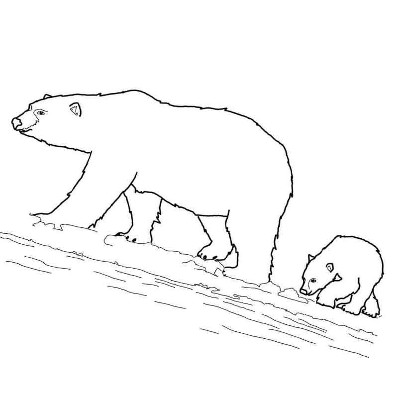 семейство белых медведей