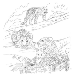Семья леопардов