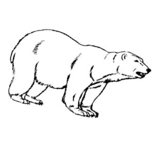 сердитый белый медведь