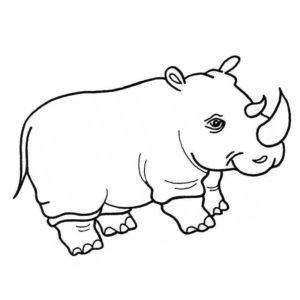 серый носорог