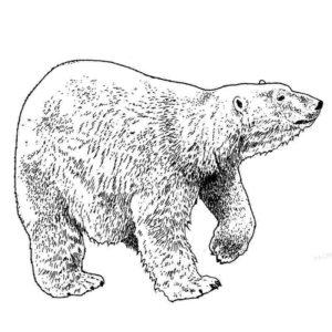 шагающий белый медведь