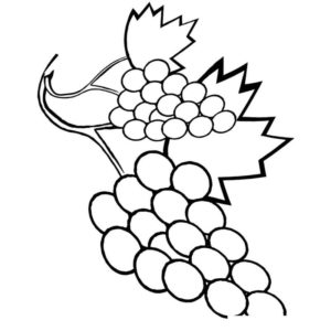 шикарный виноград