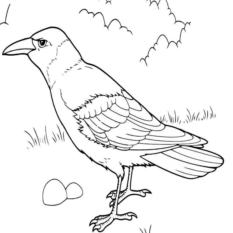 Раскраска Ворон | Раскраски птиц. Картинки птиц, рисунки птиц