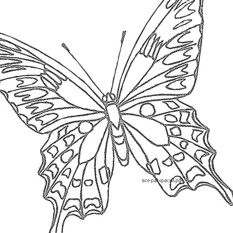 Симпатичная бабочка