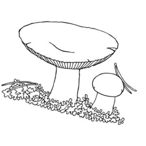 сыроежка гриб
