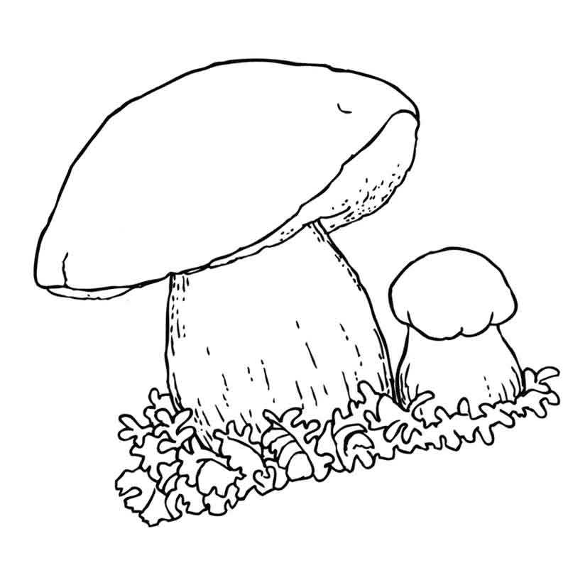 Большой и маленький гриб
