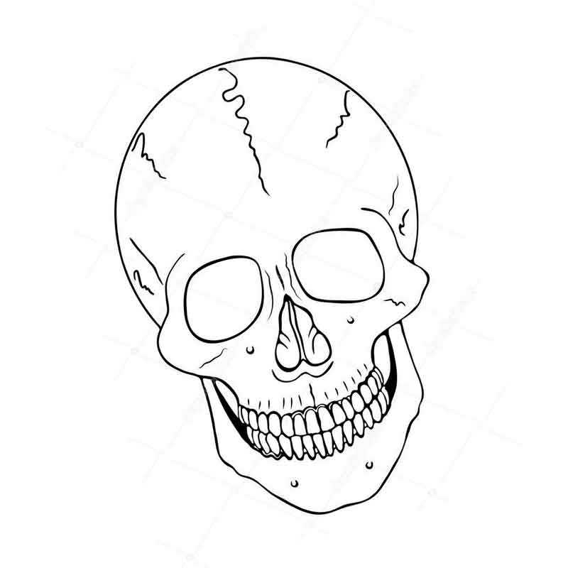 скелет череп