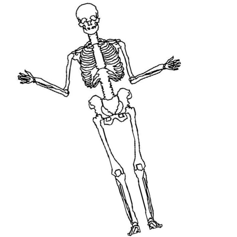 скелет костей человека