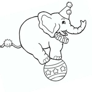 слон на мяче в цирке
