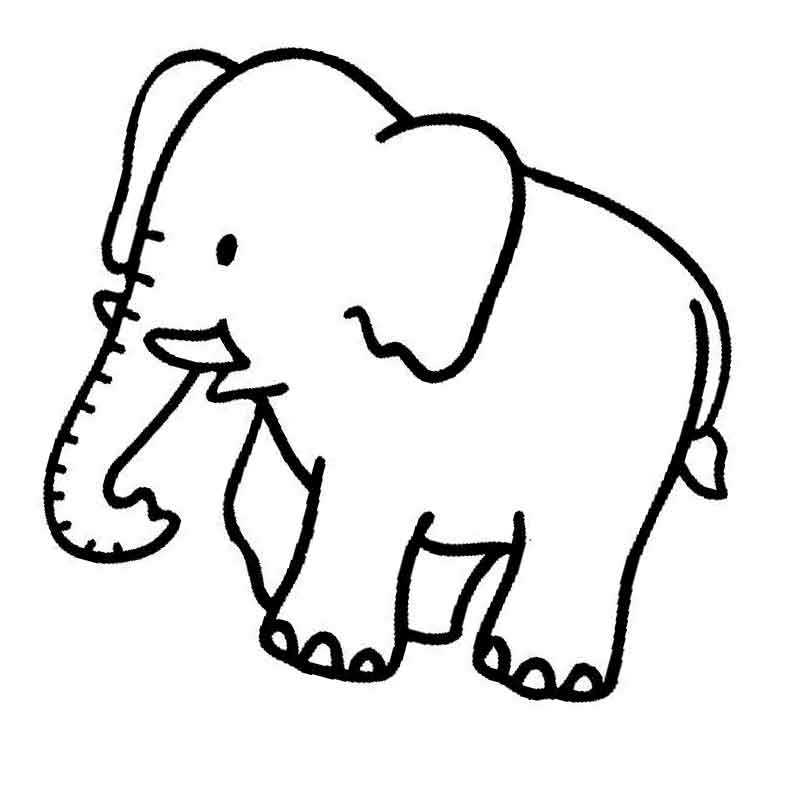 слон обычный