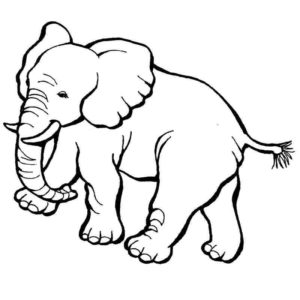 слон ушастый