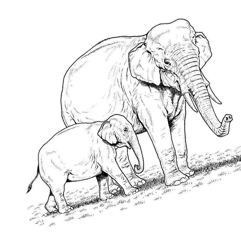 слониха и слоник