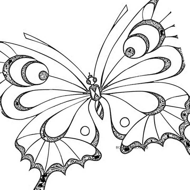Смешная бабочка