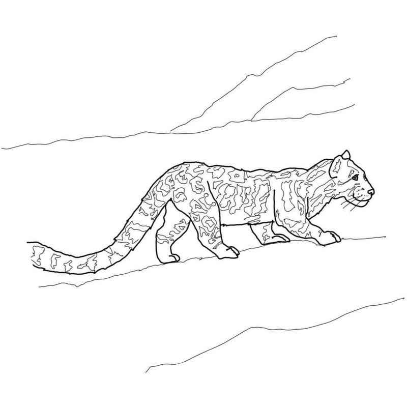 Snow Leopard | Coloring books for children: 1 coloring page