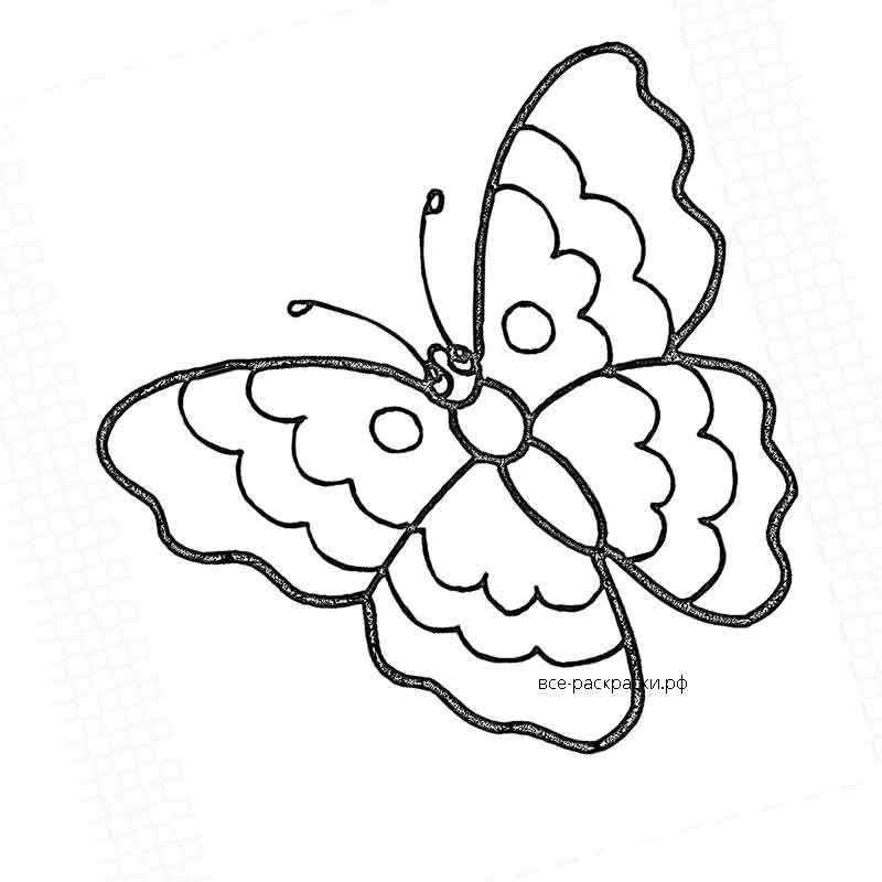 Современная бабочка