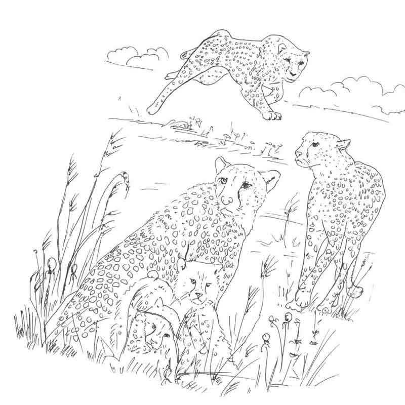 стая гепардов на охоте