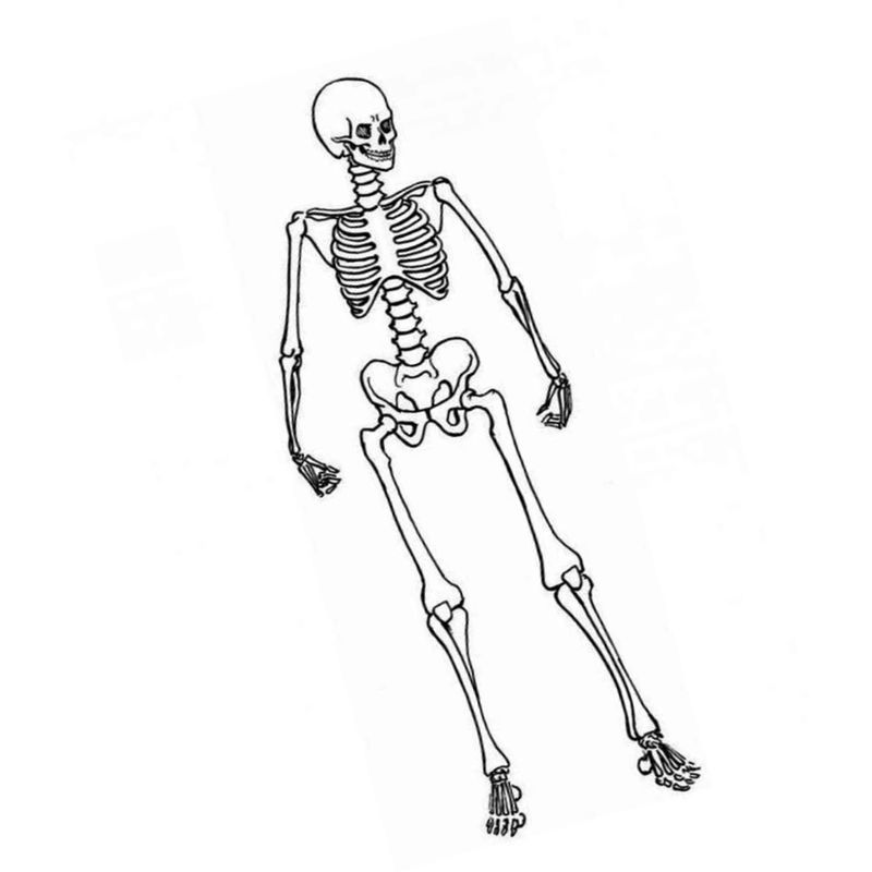 стоячий скелет