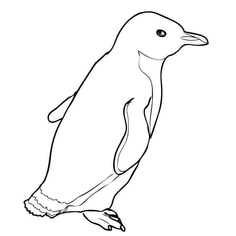 странный пингвин