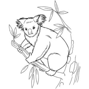 сумчатое животное коала