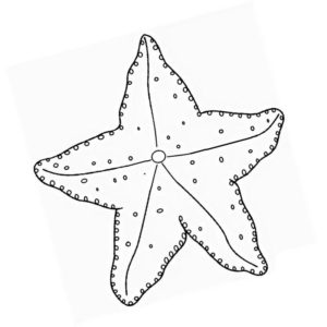 толстая морская звезда