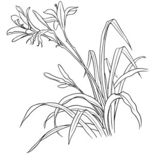 трава и цветок лилейник