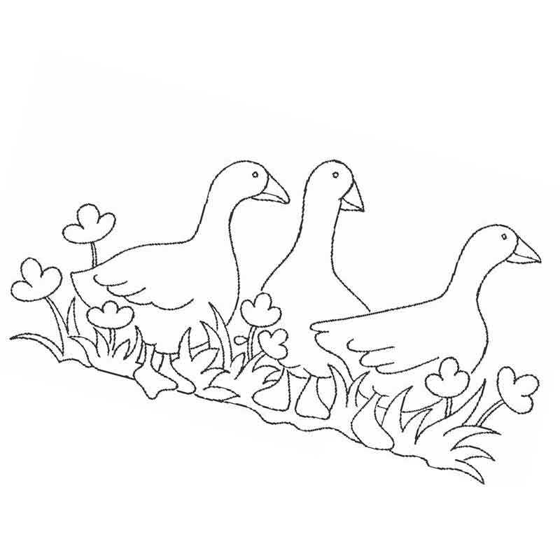 Раскраска семьи гусей