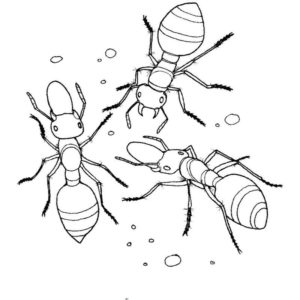 три муравья