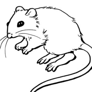 Улыбчивая крыса