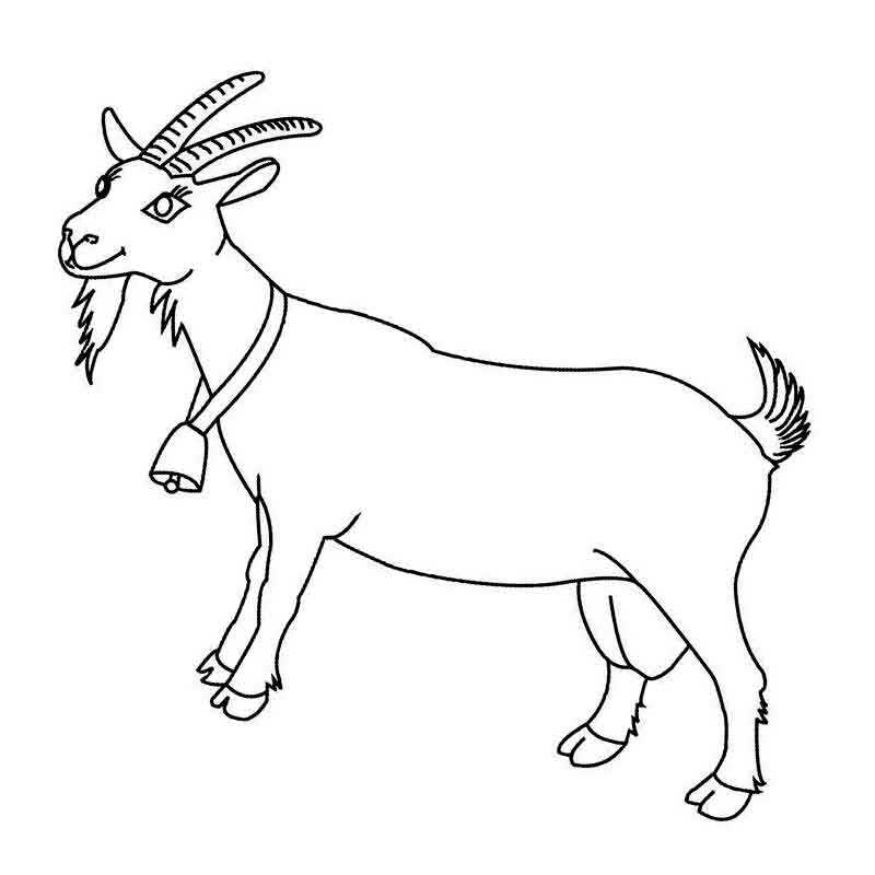 Раскраска - Гигантская коза