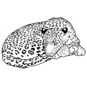 уставший гепард