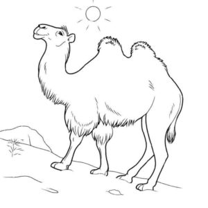Верблюд под солнцем в пустыне