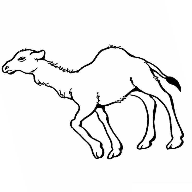 верблюжонок с небольшим горбом