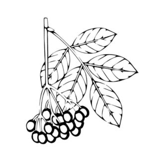 ветка рябины с листьями и ягодой