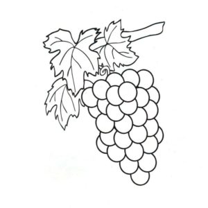 ветка винограда
