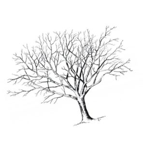 ветвистое дерево без листьев