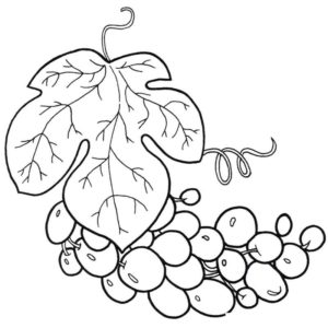 виноград и большой лист