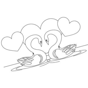 влюбленная пара лебедей